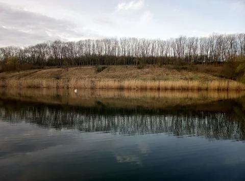 Lake of trees Stock Photos