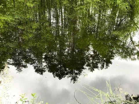 Lake, trees, reflection. Stock Photos