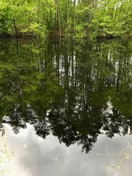 Lake, trees, reflection. Stock Photos