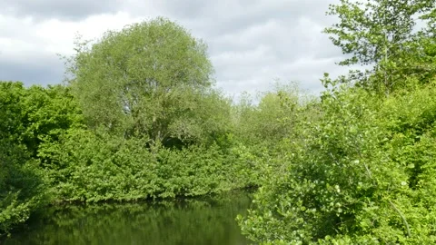 Lake with trees in spring, Germany, Europe Stock Footage 130566872