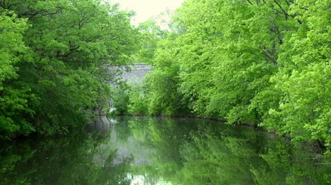 Lake Trees still Video stock 5505005