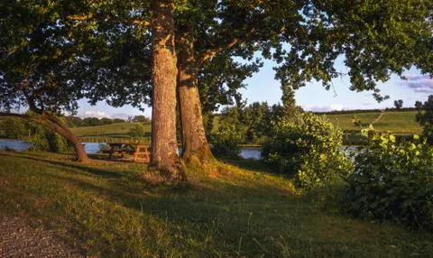 Lake with trees in the sunset Stock Photos