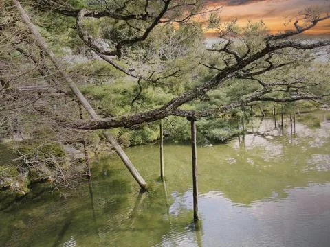 A lake with trees at sunset Foto stock