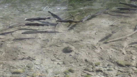 Lake trout being startled Vídeo Stock 149924734