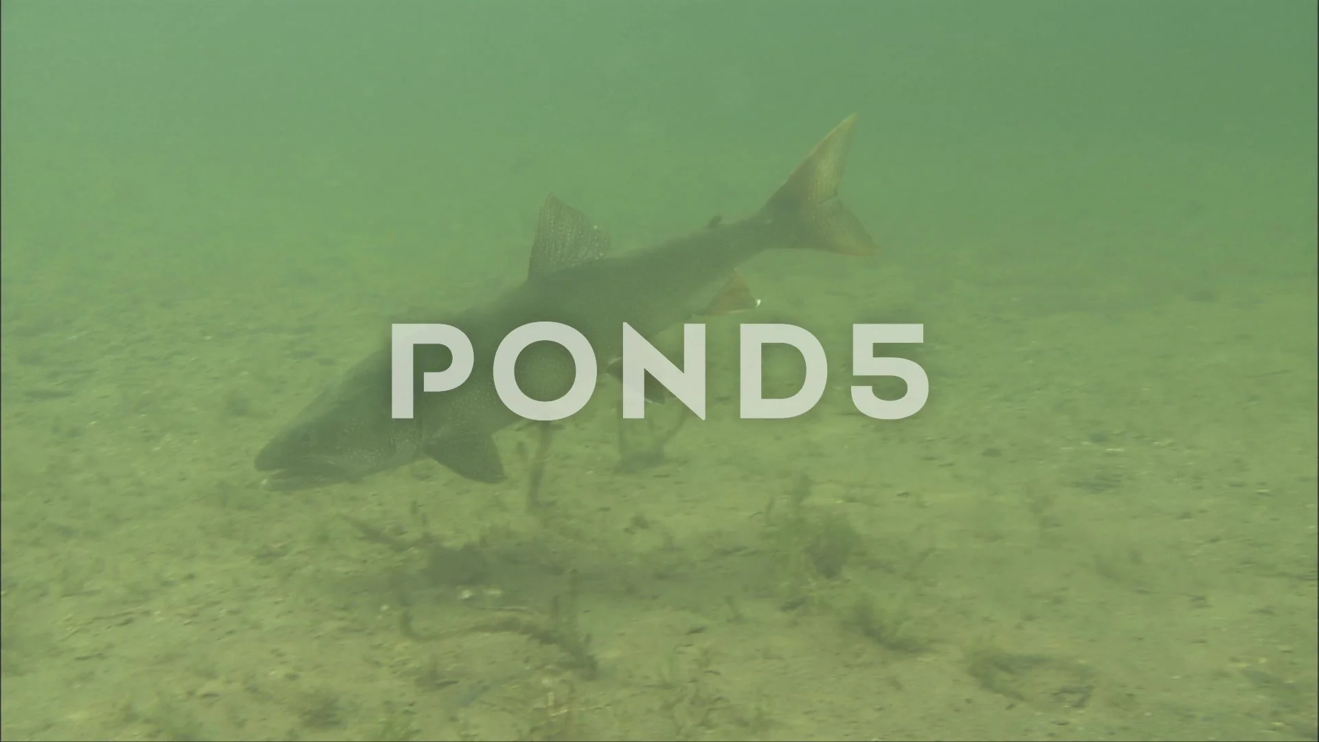 Lake Trout Underwater, Stock Video