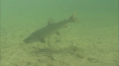 Lake Trout Underwater Stock Footage 68680266