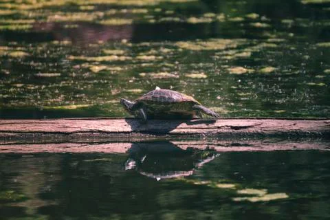 Lake turtle chilling on the broken tree in lake Stock Photos