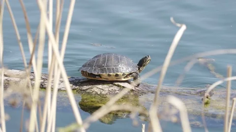 Lake Turtle sunbathing on a Trunk over the Water in Spring Video stock 74313832