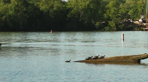 Lake with turtles sunning on a log Stock Footage 30220880