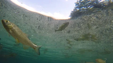 Lake underwater scene with trout fish schooling Stock Footage 118757568