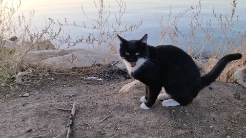 LAKE VAN, TURKEY - CAT Stock Footage 195467685