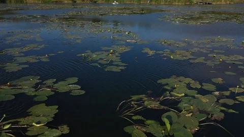 Lake with vegetation. Dron Shot Stock Footage 129824532