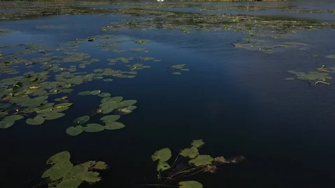 Lake with vegetation, Dron Shot Stock Footage 129824538