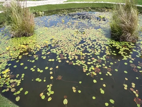 Lake with vegetation Vídeo Stock 86409775
