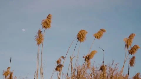 Lake vegetation Stock Footage 265755716