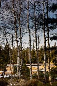 Lake view with birch Stock Photos