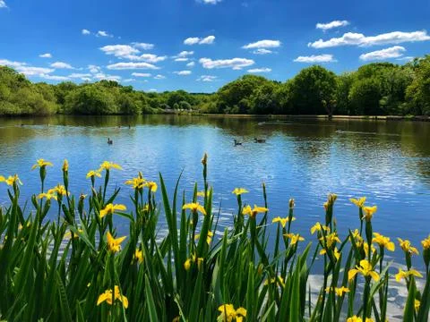 Lake view with blue sky reflection on water and yellow Iris in front Foto stock