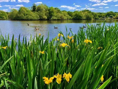Lake view with blue sky reflection on water and yellow Iris in front Stock Photos