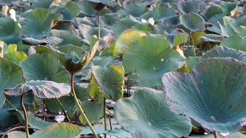 Lake view from boat Stock Footage 72562053