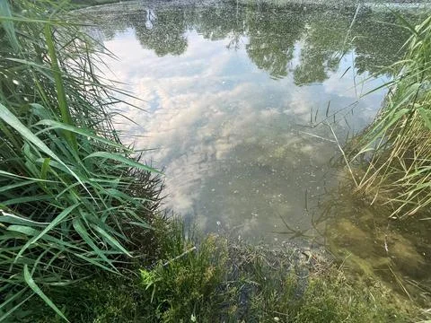 Lake view, clouds reflection, white pollen Stock Photos