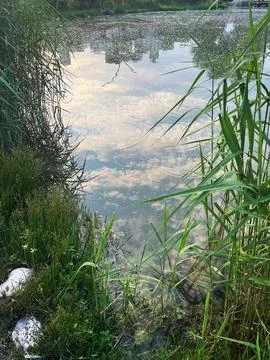 Lake view, clouds reflection, white pollen Stock Photos