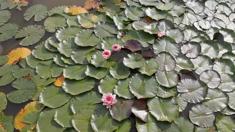 Lake, view with Drone Stock Footage 115955888