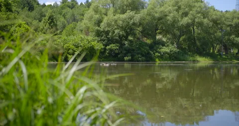 Lake view with ducks in the distance 3 Vídeo Stock 130910135