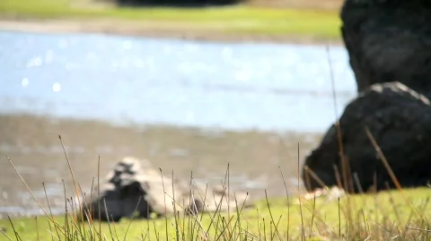 Lake View Stock Footage 856464