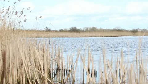 Lake view Stock Footage 11062947