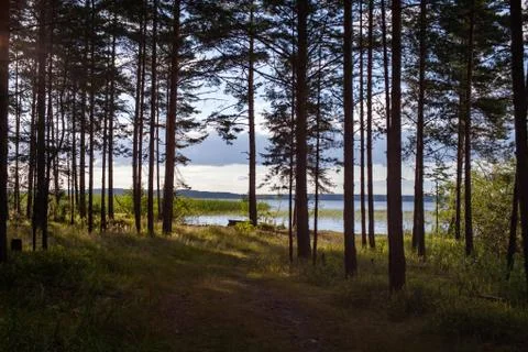 Lake view from the forest Stock Photos