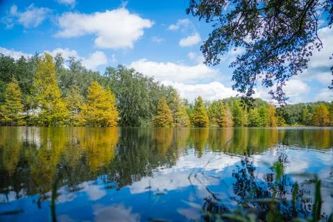 Lake View Forest Stock Photos