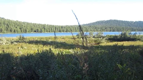 Lake view from the grass on the shore Stock Footage 81318052