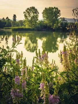 Lake view in spring Stock Photos