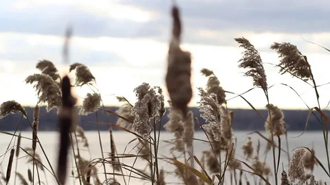 Lake view on a summer day Stock Footage 70678706