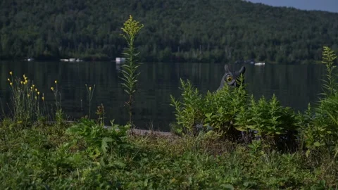 Lake view summertime Stock Footage 297792992