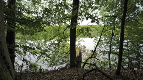Lake View Through Dense Summer Forest with Broken Tree Trunk Vídeo Stock 342719230