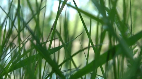 Lake View through the grass Stock Footage 50262027