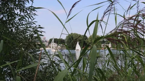 Lake view through the grass. Stock Footage 138138554