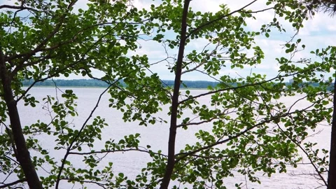 Lake View Through Green Tree Branches Stock Footage 330472654
