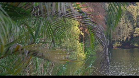 Lake View Through Palm Fronds for Mindfulness Background Use Stock Footage 328093771