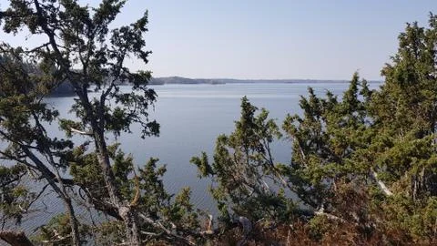 Lake view through some trees Stock Photos