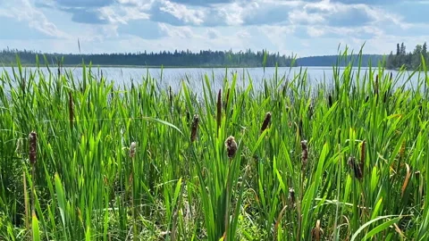 Lake View Through Swaying Cattails Stock Footage 340265827