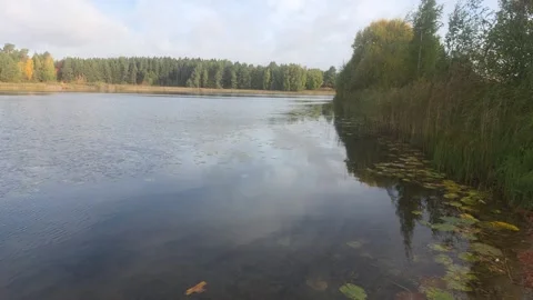 Lake View Through Tree Trunks Stock Footage 347745580