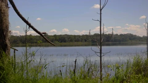 Lake View with a  Two Dead Trees Stock Footage 114839062