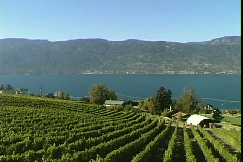 Lake Vineyard-ws-pan 库存影片 818557