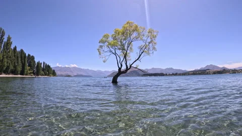 Lake Wānaka Tree Stock Footage 235708129