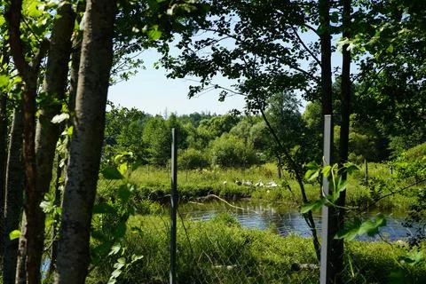 A lake with water between the trunks of trees for breeding and rearing fish carp Foto stock