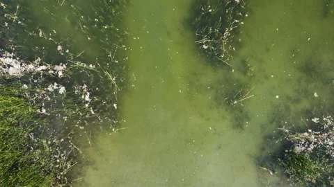 Lake Water Filled With Algae Stock Footage 211345889