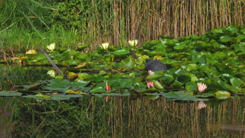 Lake with water lilies and turtle Stock Footage 252180120