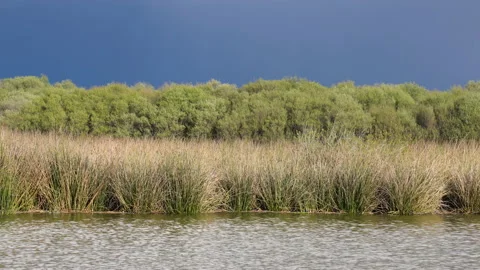  Lake, water reflections from cloudy sky, and rushes and marsh plants Stock Footage 150241612